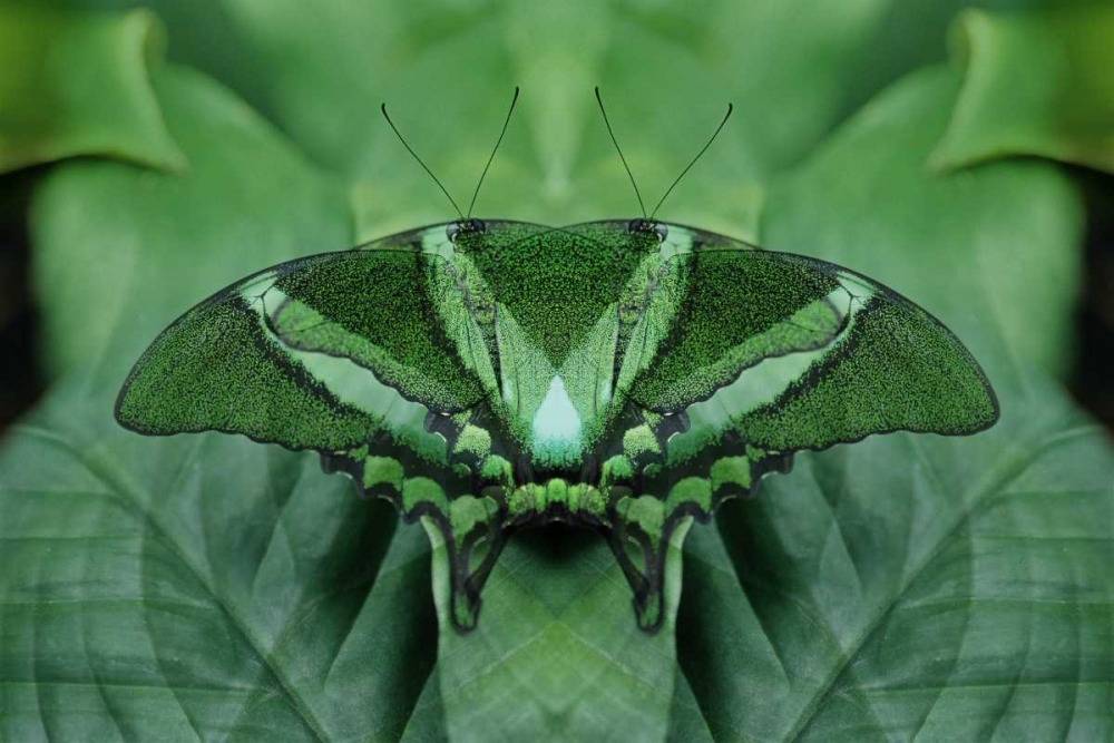 Canada, Victoria, Green butterfly montage art print by Marie Bush for $57.95 CAD